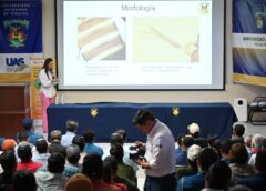 ¡Hacia una agricultura sustentable! Bioinsecticidas de la UAS muestran eficacia ante el Thrips parvispinus; la apuesta para salvar las hortalizas en Sinaloa