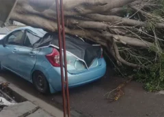 Fuertes lluvias y vientos derriban 16 árboles en Culiacán; uno cayó sobre un vehículo
