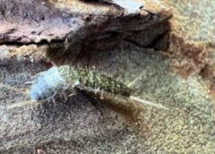 Descubren investigadores de la UAS una nueva especie de microartrópodo en la sierra de Surutato, hallazgo que rompe un siglo sin nuevos registros de este género en América