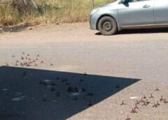 Reportan fuerte operativo por aire y tierra en Guasave; despliegue federal en Bamoa y Estación Bamoa